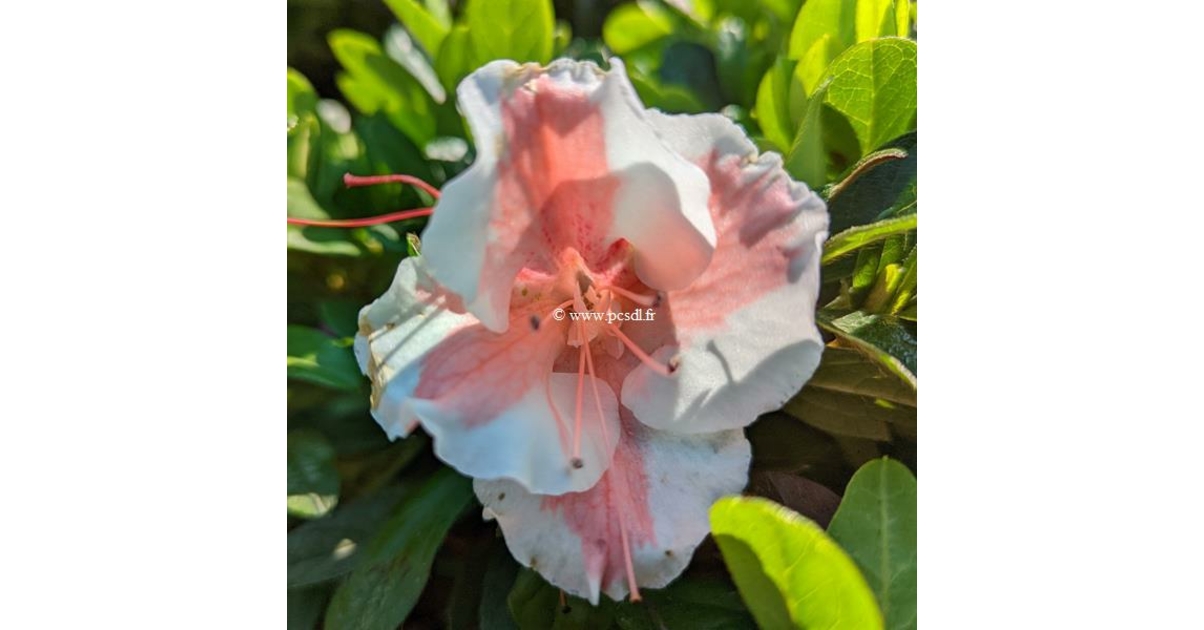 Rhododendron azalée persistante Encore Starburst C5L 30 40 Tous